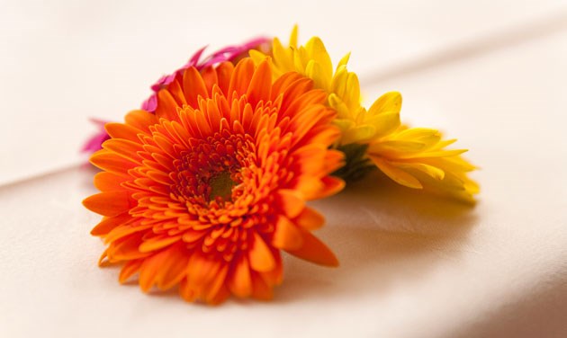 three colourful flowers on table cloth at Crondon Park Essex