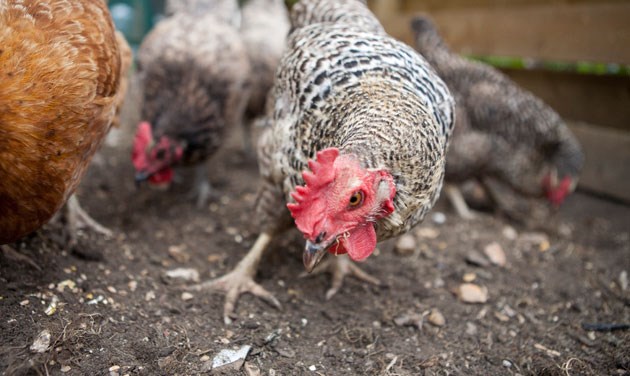 close up photo of farmyard chicken