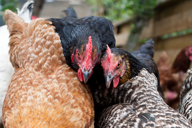 two black chickens