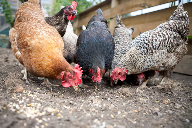 chickens eating