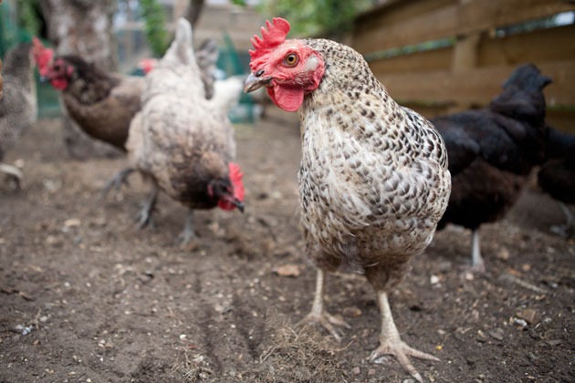 chicken close up