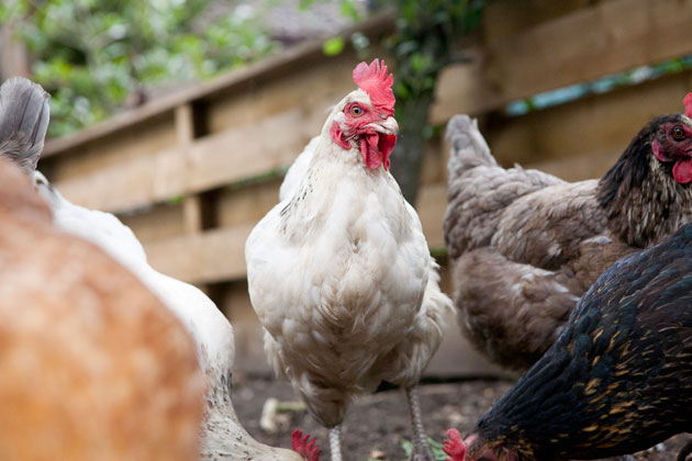 farm yard reportage