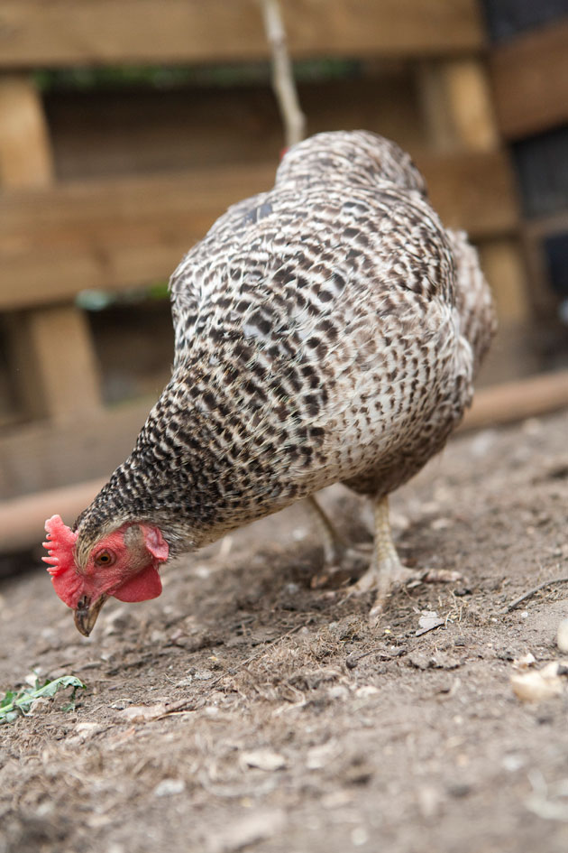 close up of chicken